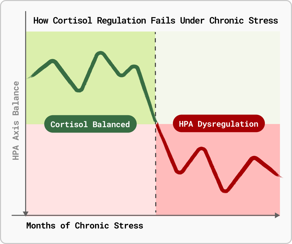 Chart: how cortisol regulation fails under chronic stress — from cortisol balanced to HPA dysregulation